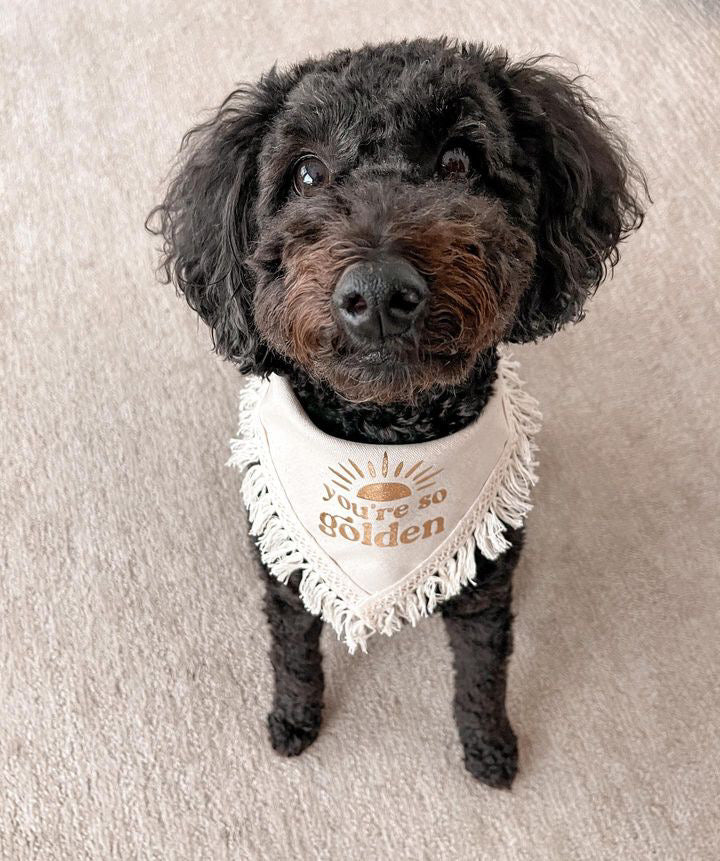 YOU’RE SO GOLDEN + TRIM