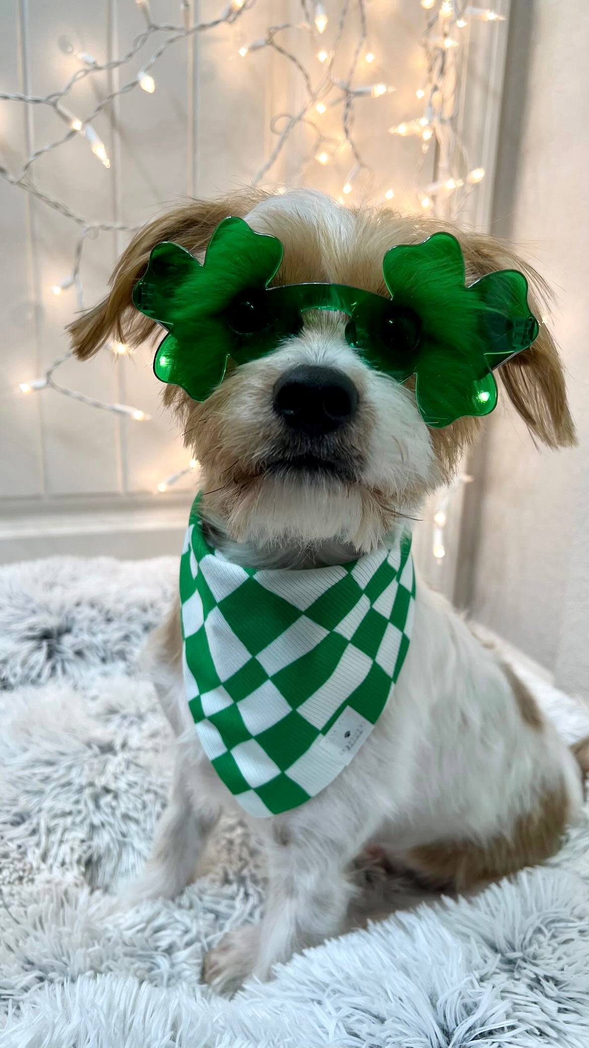 CLOVER SUNNIES